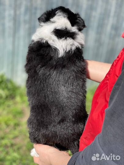 Бордер колли. Девочки)