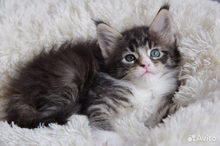 Детки -конфети котята мейн кун из питомника