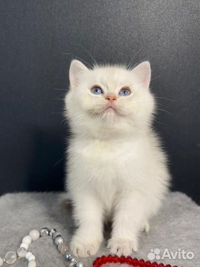 Британская серебряная шиншилла котенок