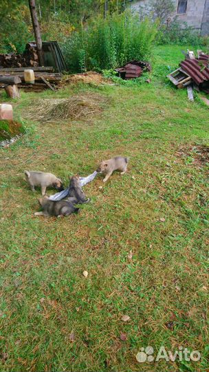 Продажа щенков зсл