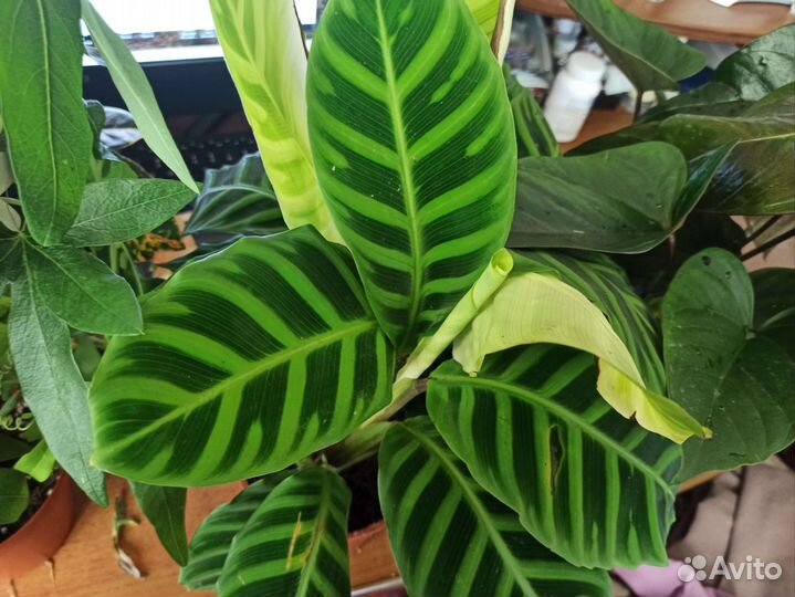 Калатея Зебрина, Макояна, Лансифолия, Нетворк