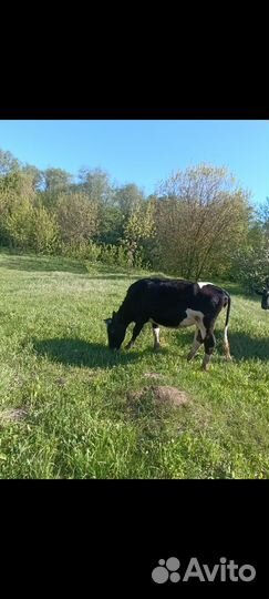 Коровы телки телята