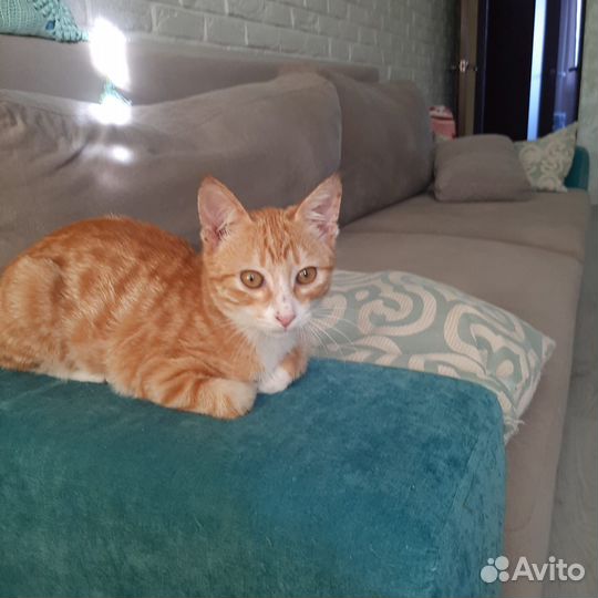 Котёнок в добрые руки