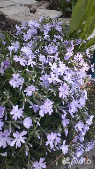 Садовые растения