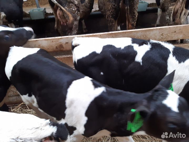 Бычки и телята