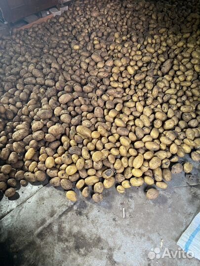 Продам картофель на еду