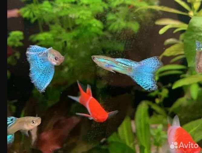 Аквариумны рыбки разные