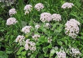 Высокие неприхотливые многолетники