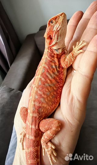 Бородатая агама (лат. Pogona vitticeps)