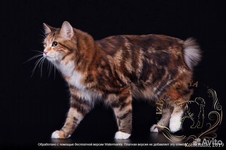 Котенок курильского бобтейла