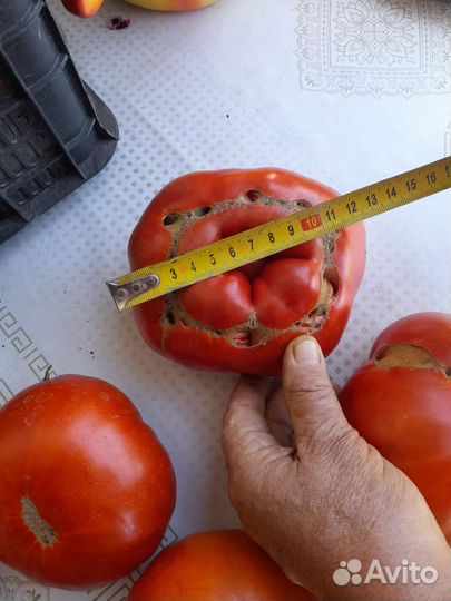 Помидоры