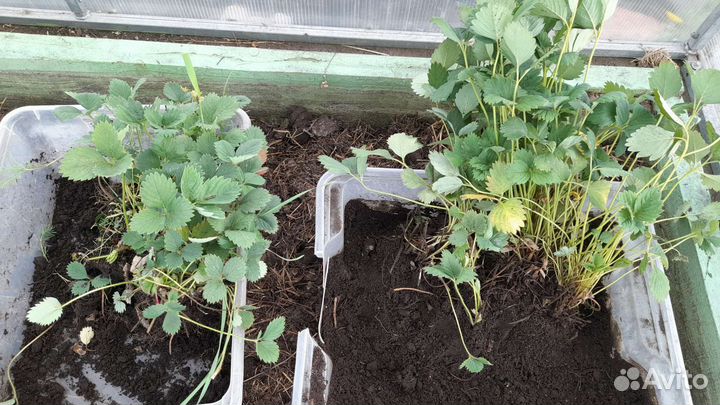 Клубника ремонтантная