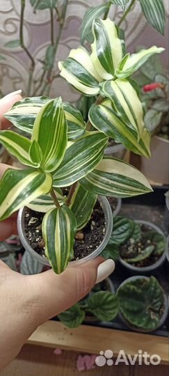 Традесканция