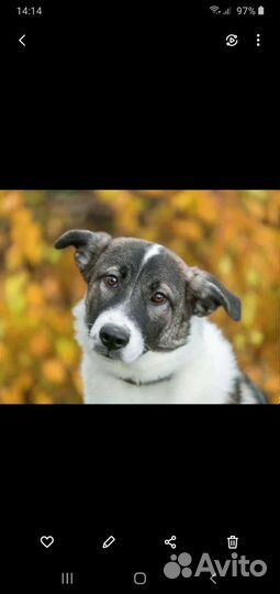 Булочка Щенок девчуля ищет дом Мампап найдись