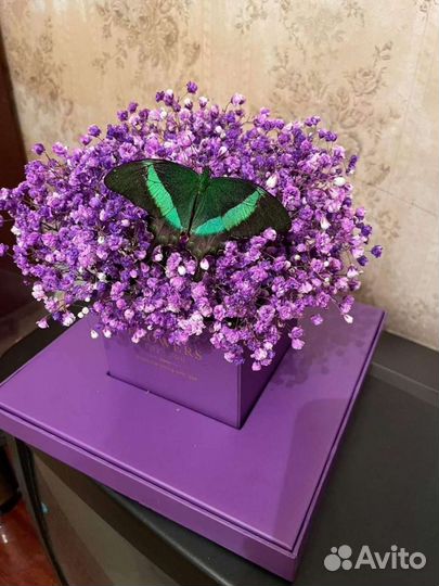 Ферма бабочек