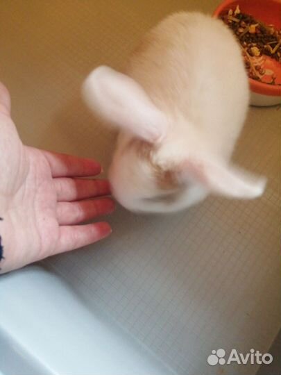 Карликовый кролик