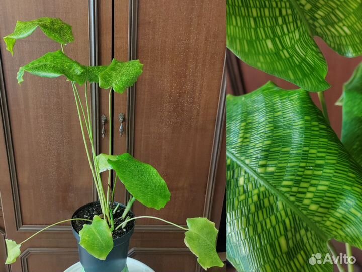 Гиппеаструм