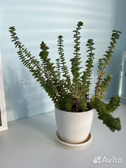 Крассула перфората суккулет