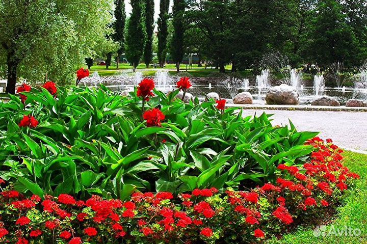 Канны пророщенные садовые цветы