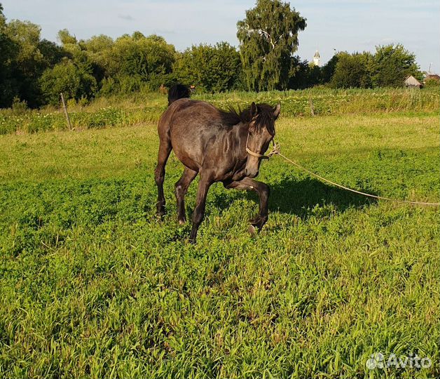 Кобыла орловка
