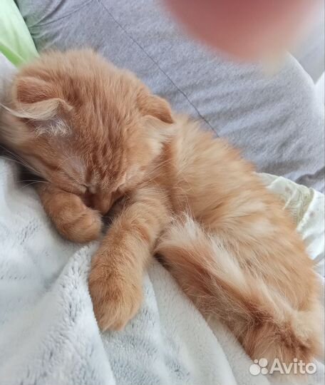 Вислоухая девочка