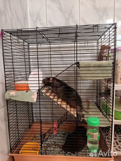 Клетка для грызунов бу