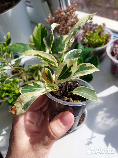 Фикусы сортовые