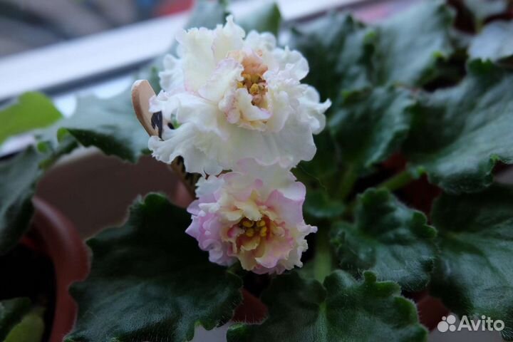 Сортовые фиалки