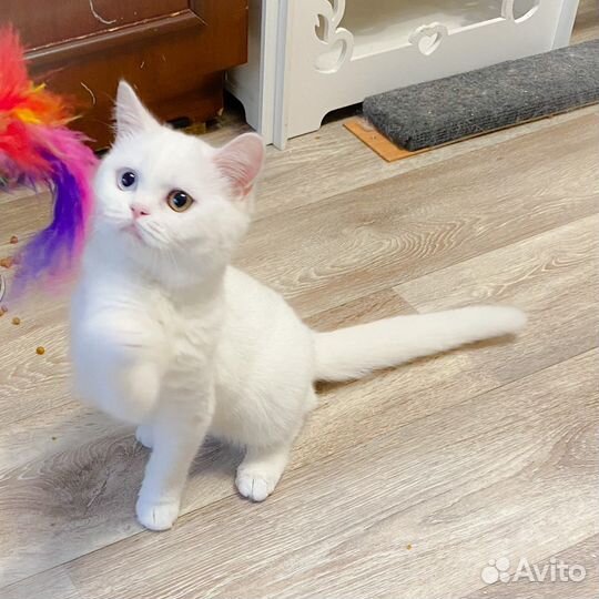 Шотландский разноглазый котик