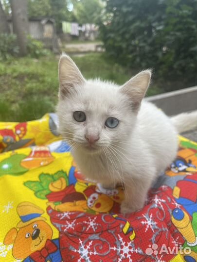 Ручная котодевочка 1,5 месяца