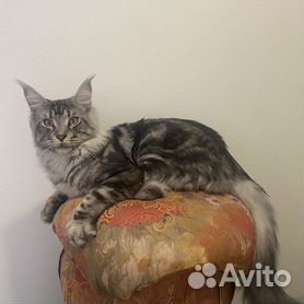 Купить котят и кошек породы Мейн-кун в Георгиевске - частные объявления Георгиевска