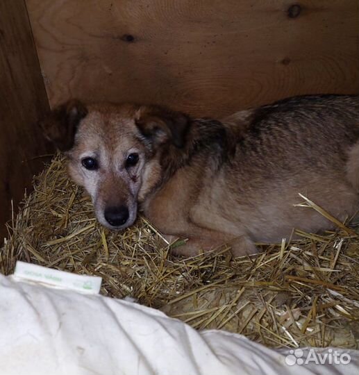 Старенькая Долли угасает в приюте