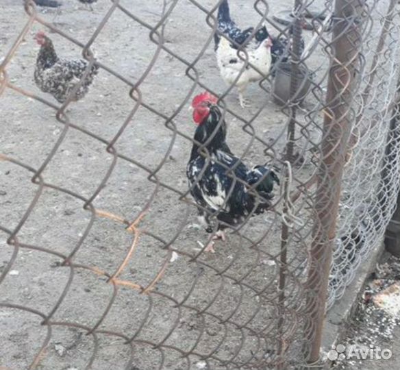 Яйцо инкубационное Ливенских ситцевых