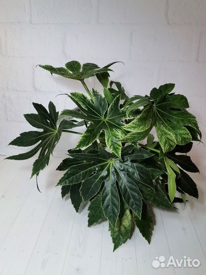 Фатсия вариегата Спайдерс Веб, японская аралия