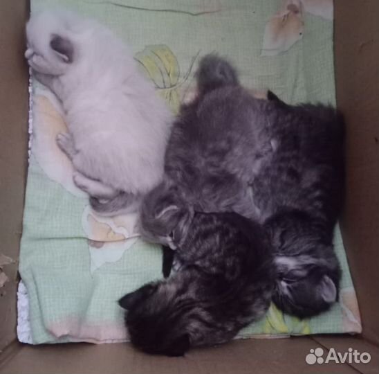 Бронь Котик и кошечки в добрые руки