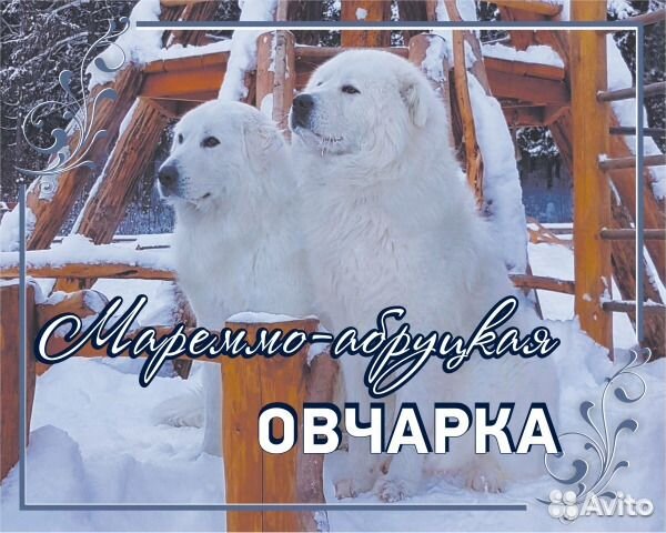 Собачья шерсть