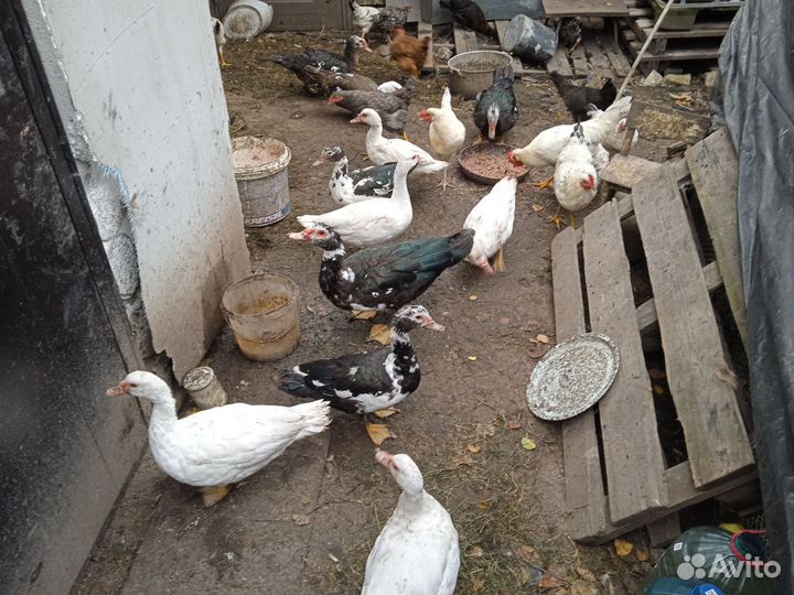 Мускусные утки