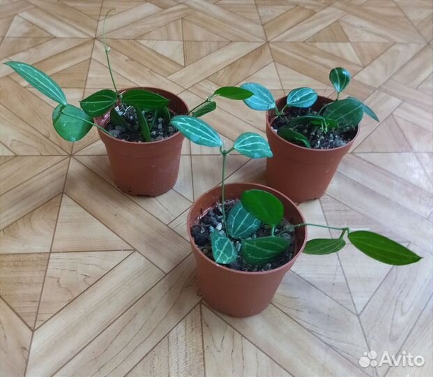 Дисхидия Овата / Dischidia Ovata