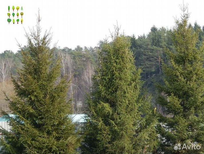 Крупномеры ели с гарантией