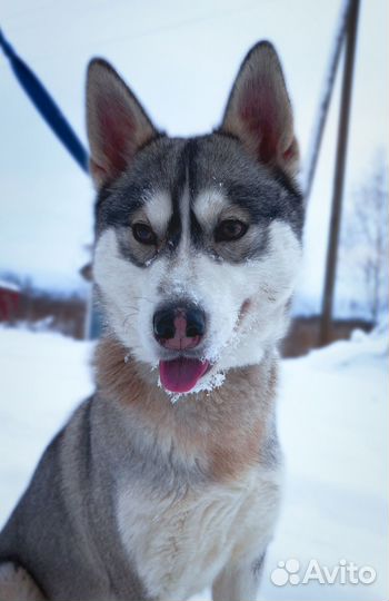 Альма ищет дом