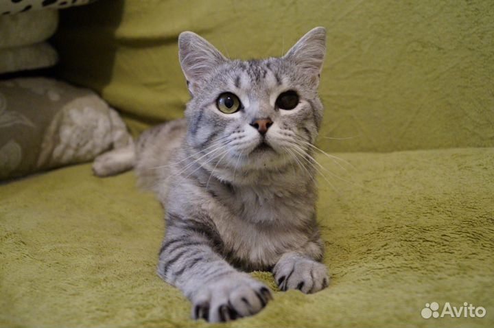 Кот в добрые руки