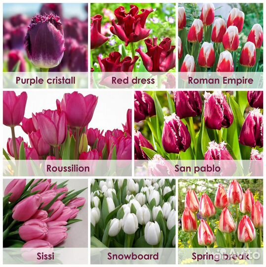 Тюльпаны Премиум Оптом Красноярск к 8 марта