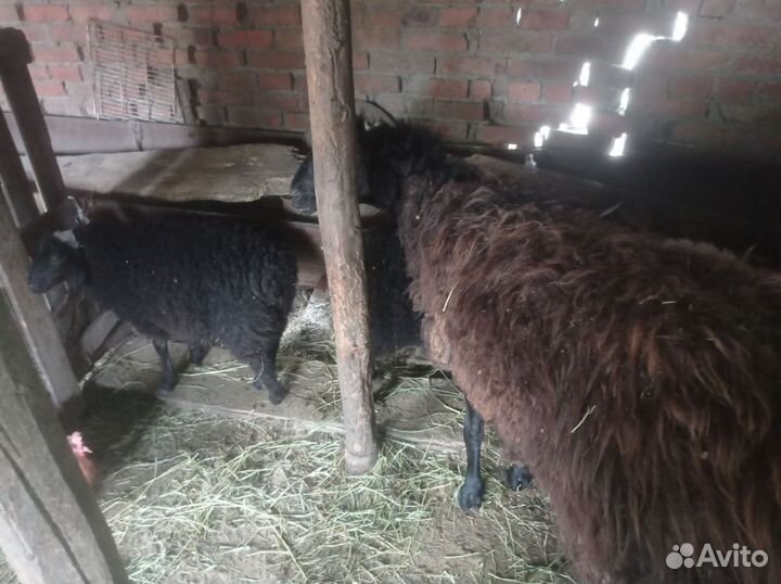 Курдючные бараны овцы