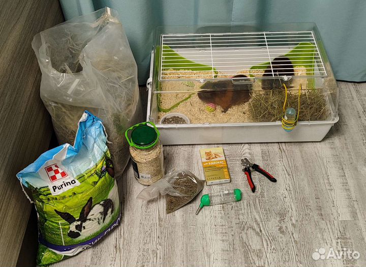 Морские свинки