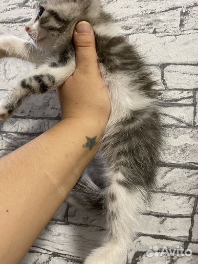 Котенок мальчик бесплатно