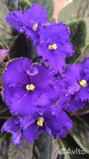 Фиалка в горшках