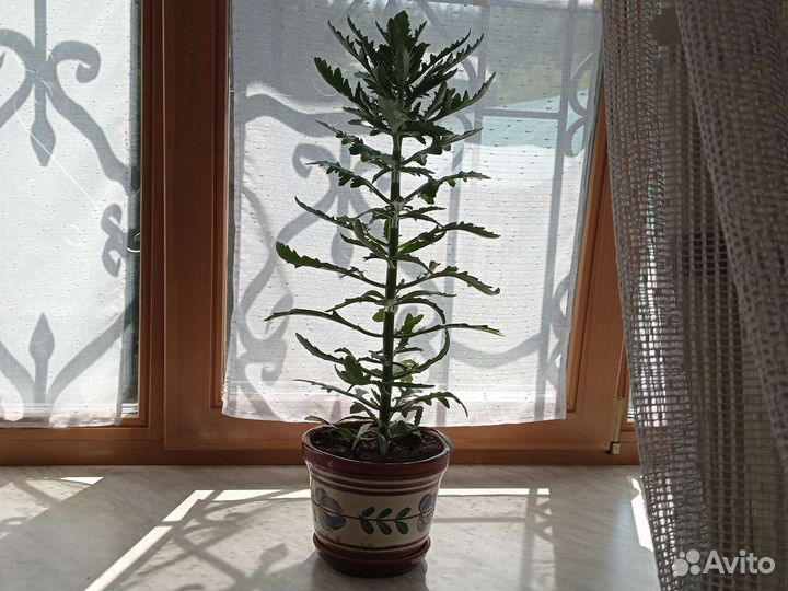 Спатифиллум, каланхое, столетник