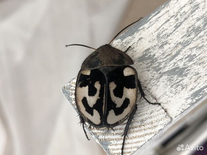 Тараканы - мадагаскарские, индийские, блаберус