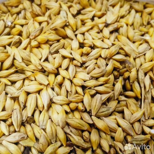 Ячмень 10т