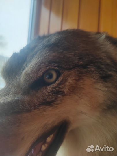 Чучело волка